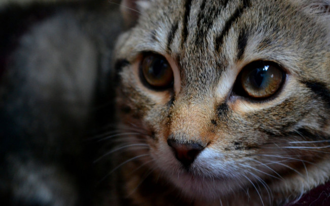 Обои картинки фото животные, коты