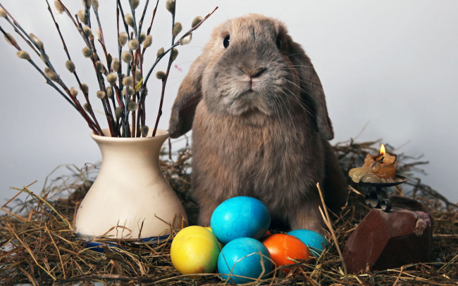 Обои картинки фото животные, кролики, зайцы