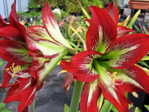 Картинка цветы амариллисы гиппеаструмы амариллис