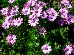 Картинка цветы диморфотеки ромашки