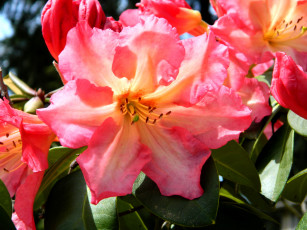 Картинка цветы рододендроны азалии азалия