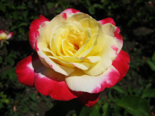 Картинка цветы розы роза