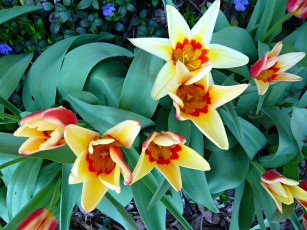 Картинка цветы тюльпаны лепестки