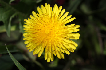 Картинка цветы одуванчики желтый