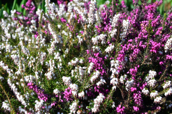 Картинка цветы вереск эрики розовый белый