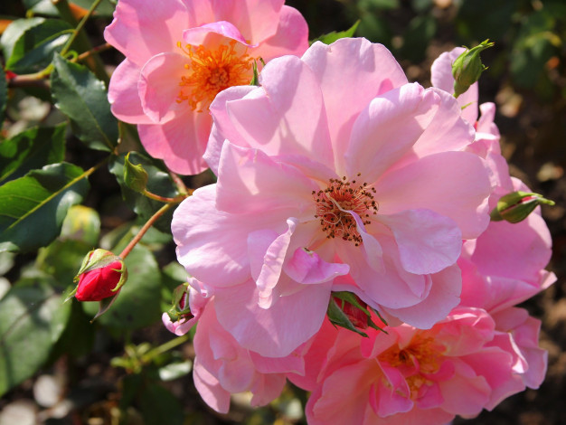 Обои картинки фото цветы, розы, розовый