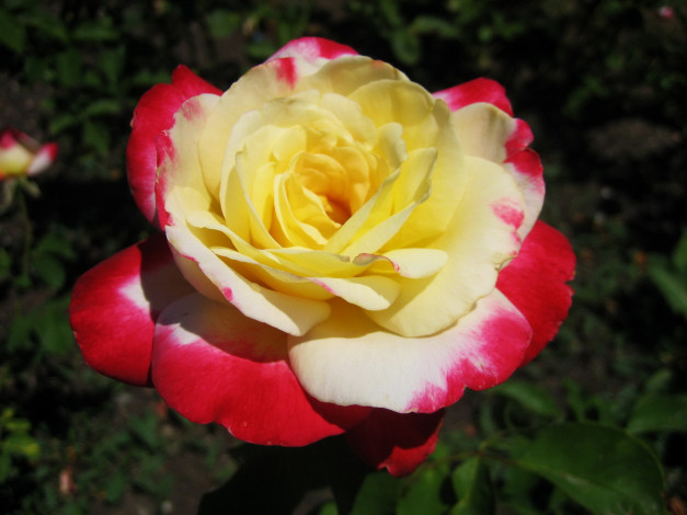 Обои картинки фото цветы, розы, роза