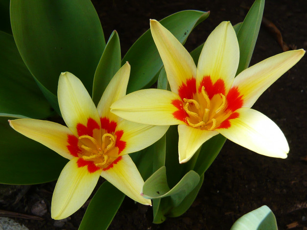 Обои картинки фото цветы, тюльпаны, лепестки