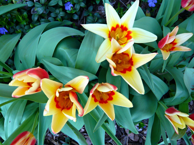 Обои картинки фото цветы, тюльпаны, лепестки