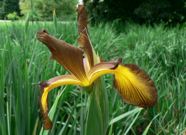 Обои картинки фото цветы, ирисы, лепестки