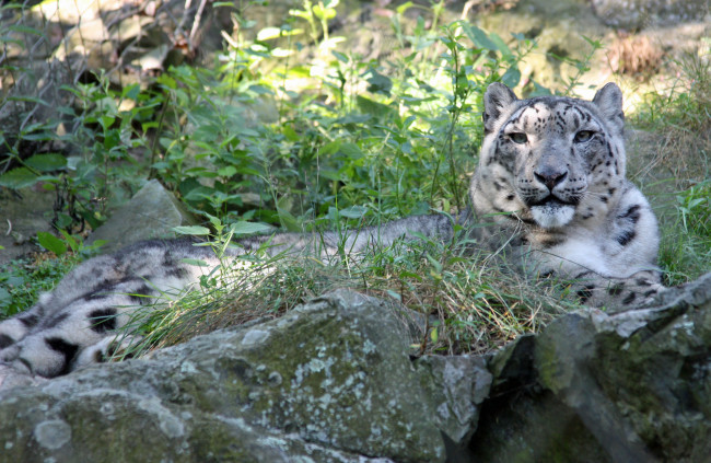 Обои картинки фото 