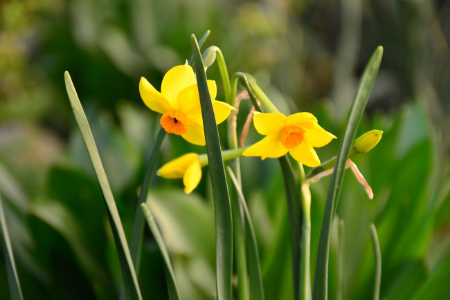 Обои картинки фото цветы, нарциссы, желтый