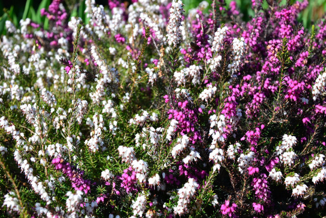 Обои картинки фото цветы, вереск, эрики, розовый, белый