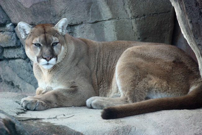 Обои картинки фото животные, пумы, кугуар, лежит, пума