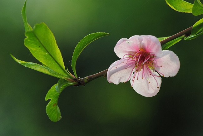 Обои картинки фото цветы, цветущие, деревья, кустарники, листья, цветок, ветка