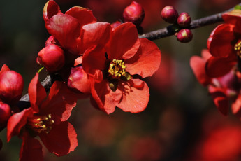 Картинка цветы айва ветка