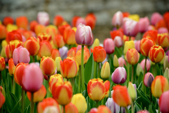 Картинка цветы тюльпаны бутоны