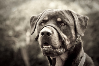 Картинка животные собаки ротвейлер