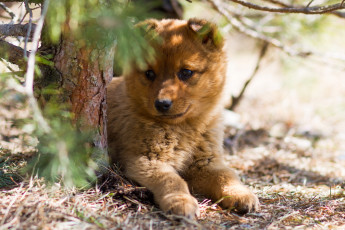 Картинка животные собаки щенок