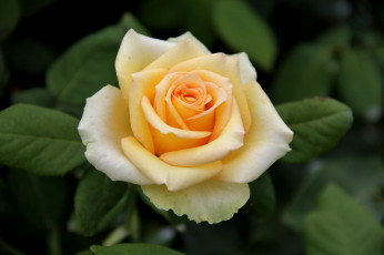 Картинка цветы розы желтый