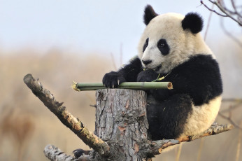 Картинка животные панды мишка