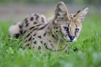 Картинка животные сервалы кошка