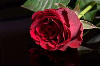 Картинка цветы розы красный