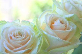 Картинка цветы розы нежность