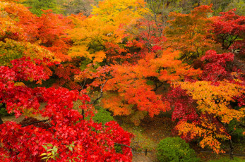 Картинка природа лес листва китай