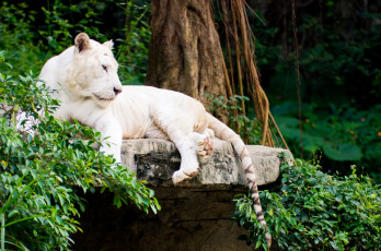 Картинка животные тигры хищник