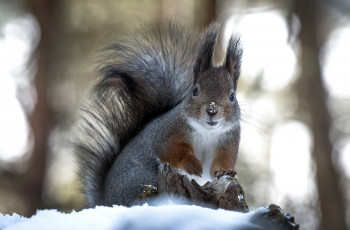 Картинка животные белки снег хвост
