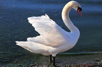 Картинка животные лебеди шипун красавец