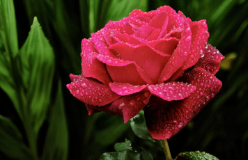 Картинка цветы розы малиновый капли