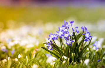 Картинка цветы подснежники белоцветник пролески кустик