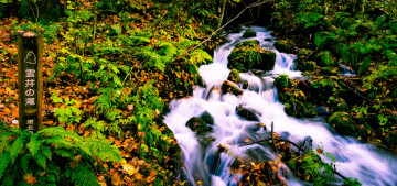 Картинка природа реки озера китай река листья папоротник