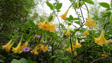 Картинка цветы бругмансия дурман трубы ангела желтый