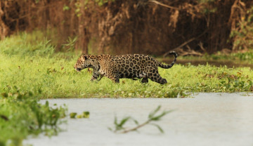 Картинка фотограф carmen lundqvist животные Ягуары кошка