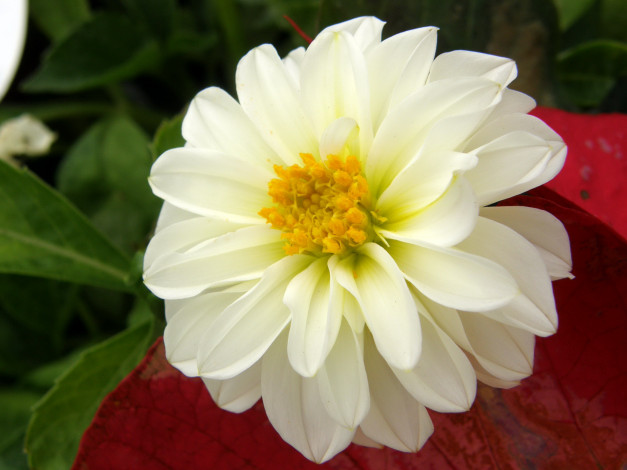 Обои картинки фото цветы, георгины, георгина