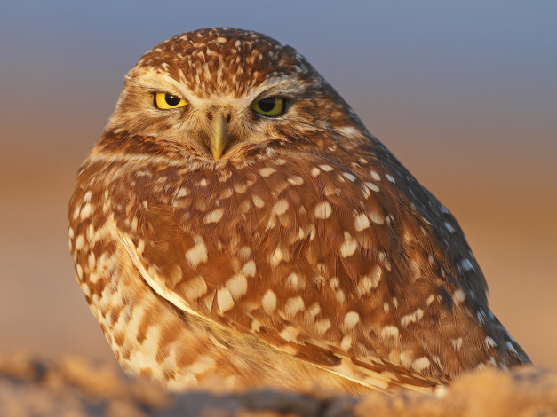 Обои картинки фото животные, совы, воробьиный, сыч