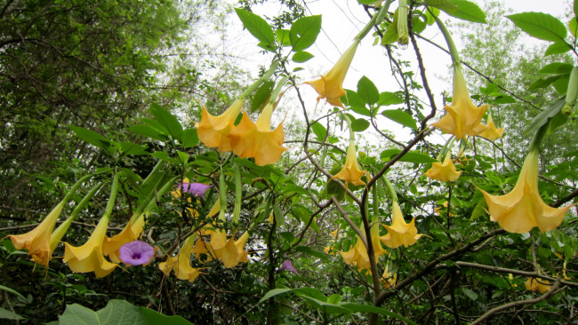 Обои картинки фото цветы, бругмансия, дурман, трубы, ангела, желтый