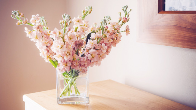 Обои картинки фото цветы, левкой, матиола, нежность