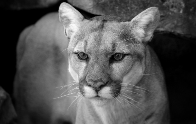 Обои картинки фото животные, пумы, кугуар, черно-белое