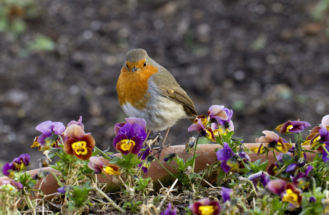 Обои картинки фото животные, зарянки, малиновки, птичка, виола