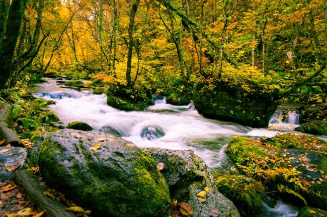 Обои картинки фото природа, реки, озера, китай, камни, мох, листья