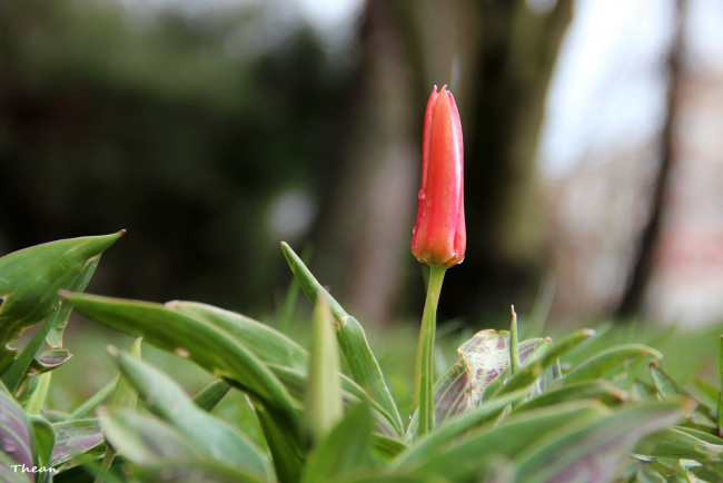 Обои картинки фото цветы, тюльпаны, бутон