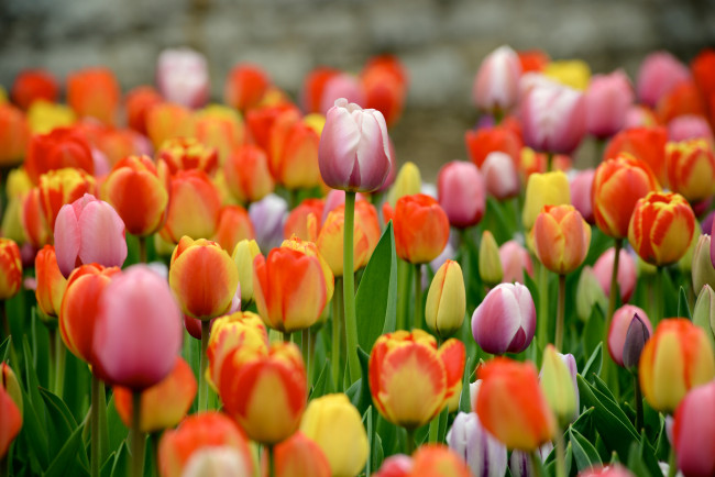 Обои картинки фото цветы, тюльпаны, бутоны