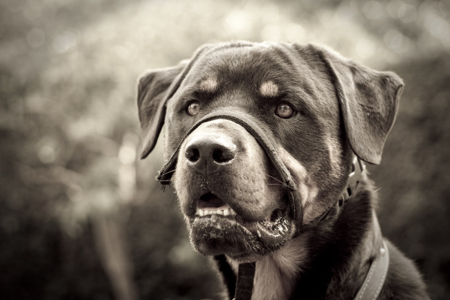 Обои картинки фото животные, собаки, ротвейлер