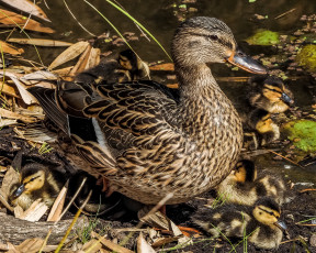 Картинка животные утки утка