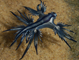 Картинка blue+angel животные морская+фауна океан море фауна голожаберные брюхоногий моллюск blue angel