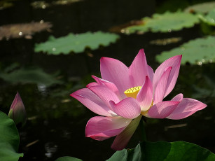 Картинка цветы лотосы бутон фон лепестки